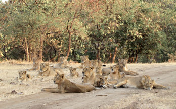Lion’s den