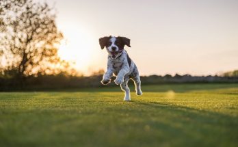 Dog friendly places