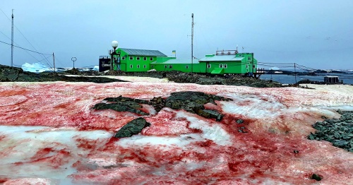 Bright-Red Blood Snow Is Falling From the Sky in Antarctica