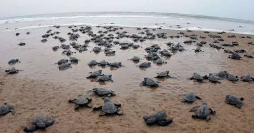 The Olive Ridley Turtles are back for Nesting at the Shores in Odisha with the absence of people