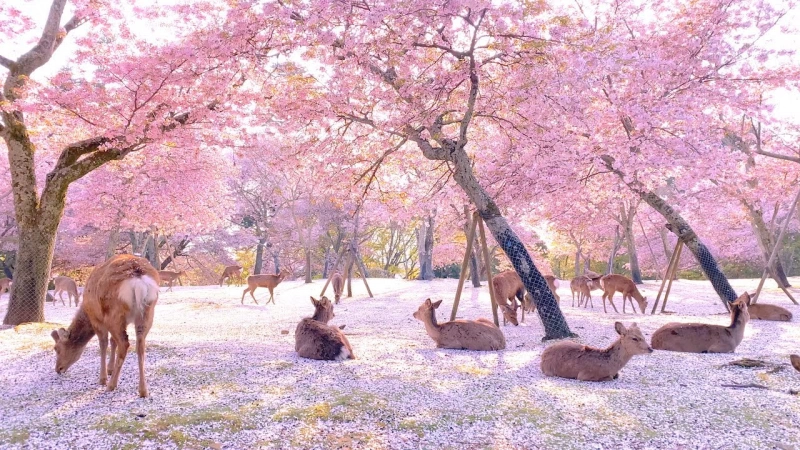 Deer Peacefully Enjoying Their Tour In Japan's Quiet Nara Park