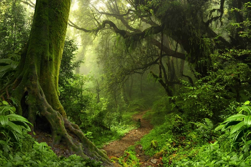 Read about 10 places in India you can visit in monsoon to experience the greenery