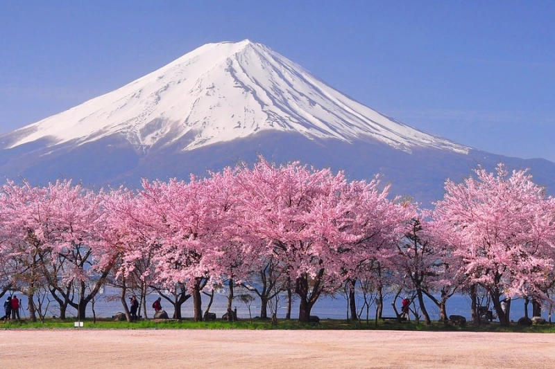 Japan famous cherry blossoms bloomed early this year after 1200 years