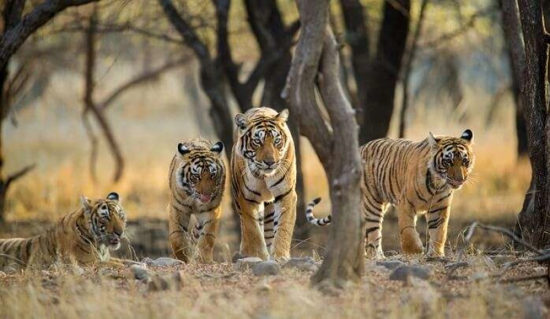 Top Wildlife Sanctuaries In India - NgTraveller