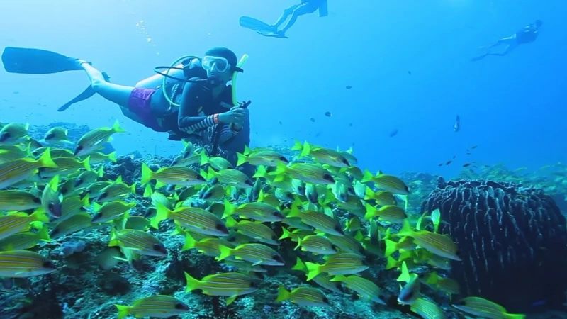 Scuba Diving in Andamans: Best Time, Dive Sites, Cost- Ngtraveller