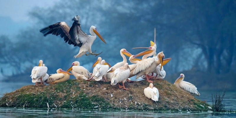 Fascinating Bird Sanctuaries in India- Ngtraveller