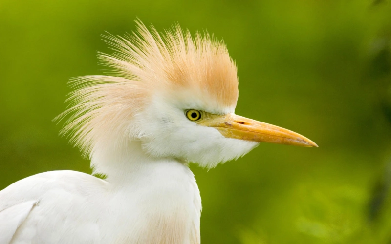 Visit these Top 5 Bird Sanctuary for Capturing Amazing Bird Photography