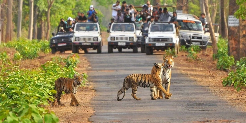 Kanha Tiger Reserve: A Complete Guide to Exploring India's Wild Paradise