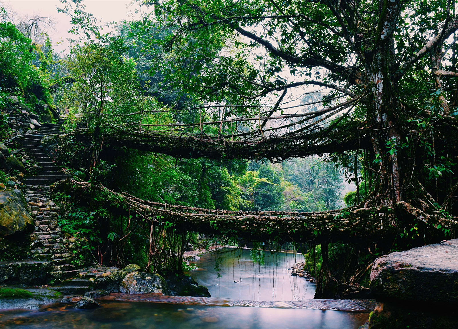 The Root Bridges of Cherrapunjee are Alive and Breathing