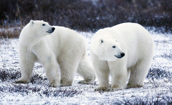 Polar bears in Manitoba, canada