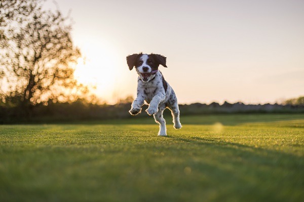 Here's a list of Dog-Friendly Vacation Places in India